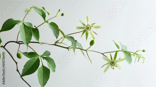 Green passionflower on a twig with a white backdrop photo