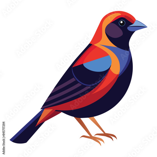illustration of a varied bunting on white photo