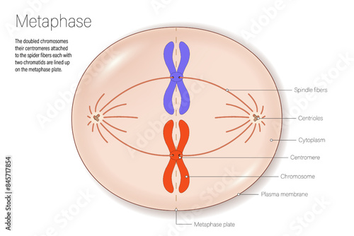 Stages of metaphase. Cell division for education use. Cell cycle.