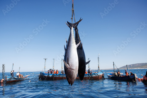 Pesca de atún rojo salvaje de Almadraba 
