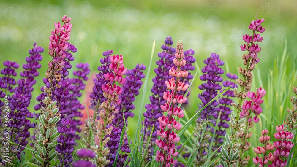Fototapeta premium Purple and Pink Lupines in Bloom