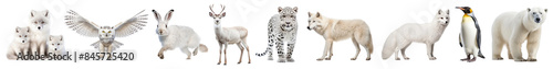 White wildlife animal png cut out element set © Rawpixel.com