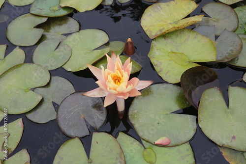 фотографія waterlily