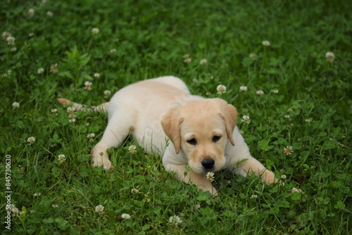 Labrador retriever puppy laying on grass in wild garden, selective focus.