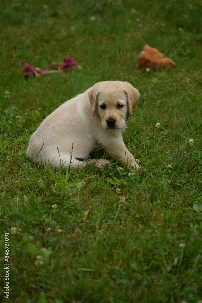 Labrador retriever puppy playing with toys on grass.
Labrador retriever puppy playing with toys on grass.