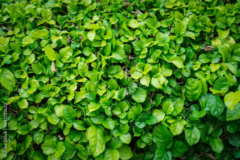 Empty green leaves field for environment or energy background.Natural garden concept, leaves pattern textured, seamless wallpaper, nature wall, space for work, banner, advertise, slide, copy space. Empty green leaves field for environment or energy background.Natural garden concept, leaves pattern textured, seamless wallpaper, nature wall, space for work, banner, advertise, slide, copy space.