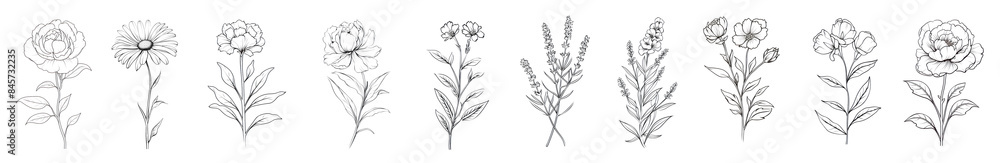 Fototapeta premium Line art flower png cut out element set