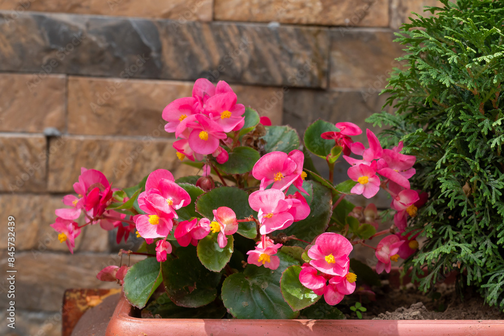 Blossoming Begonia in a pot, Belgrade Blossoming Begonia in a pot, Belgrade