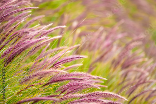Crimson fountaingrass (Cenchrus setaceus) is a perennial bunch grass. Ornamental plant and invasive species with long haulms and many purple, plumose flower spikes. Selective focus, blurred background photo