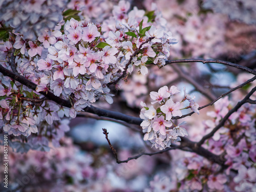 Springtime cherry blossoms in Washington DC