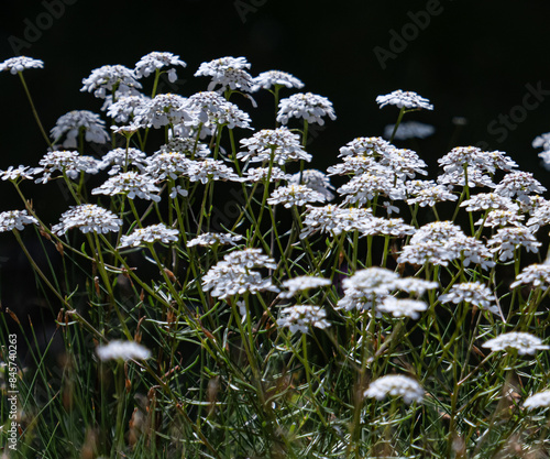 fleurs de garrigues en Provence