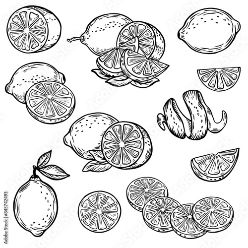 line drawing lemon. Vintage lime orange or lemon fruits blossom and branches for juice label. Vector black ink outline food sketch illustrations with juicy piece and peel fruit for health fresh drinks