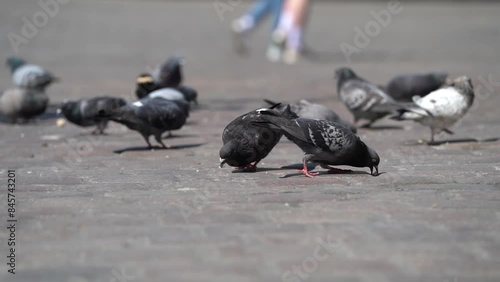 pigeons on the street in old town market square of Poznan Poland