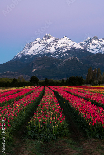 Tulipanes Patagonia en Trevelin Chubut, Argentina