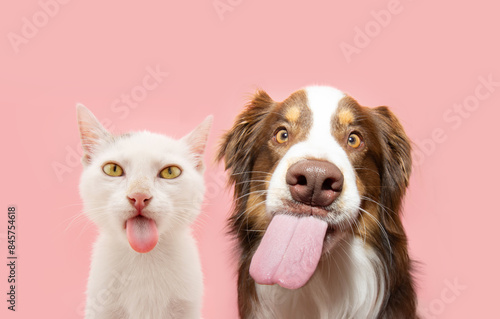 Funny hungry pets eating. Dog andcat licking its lips with tongue. Isolated on pink pastel background photo