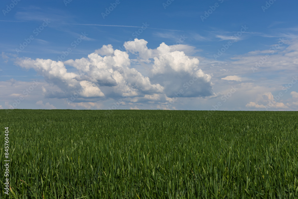 A line of green corn above which is a blue sky with white clouds. A line of green corn above which is a blue sky with white clouds.