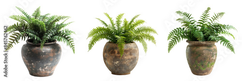 set of boston fern in a vintage-style pot isolated on transparent background