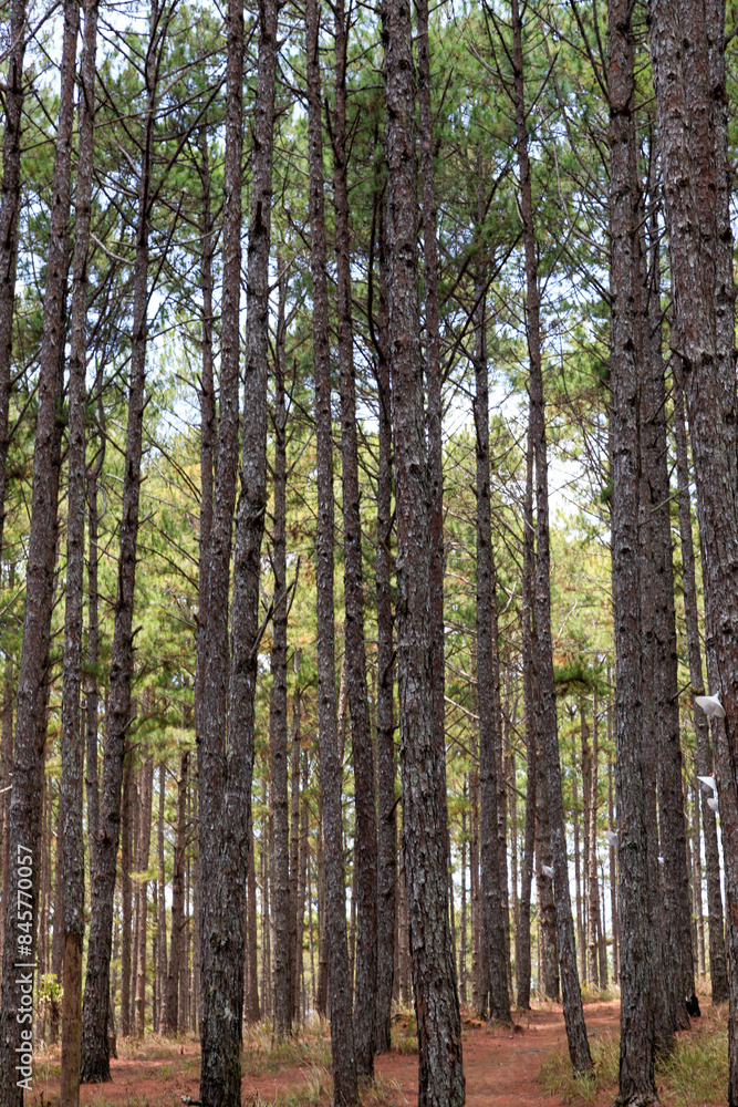 pine forest in the morning pine forest in the morning