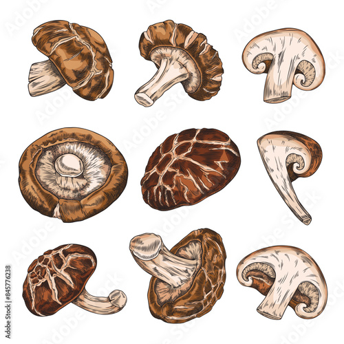 Shiitake mushrooms whole and cut hand drawn vector set from different sides, Asian raw brown fungi natural organic food