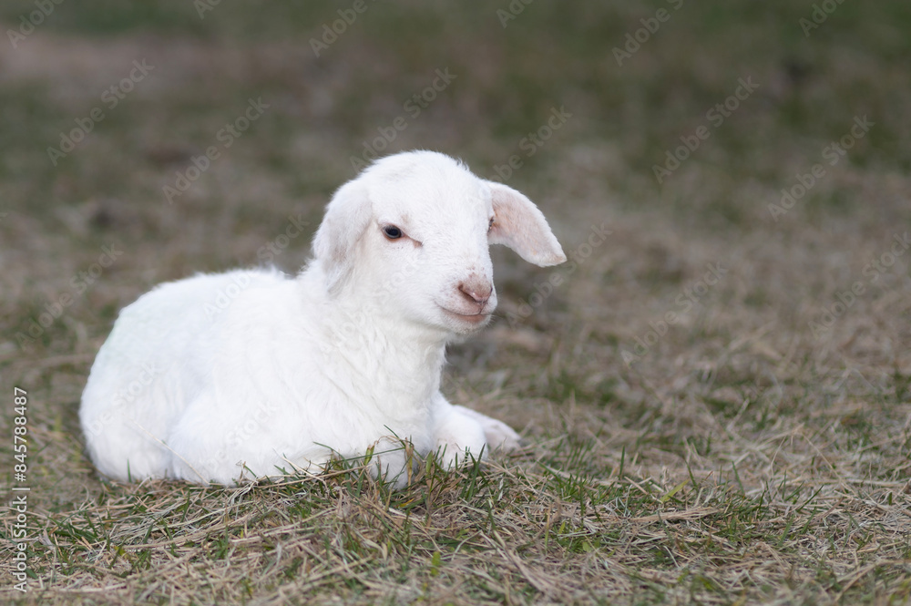 Bright white sheep lamb laying down Bright white sheep lamb laying down