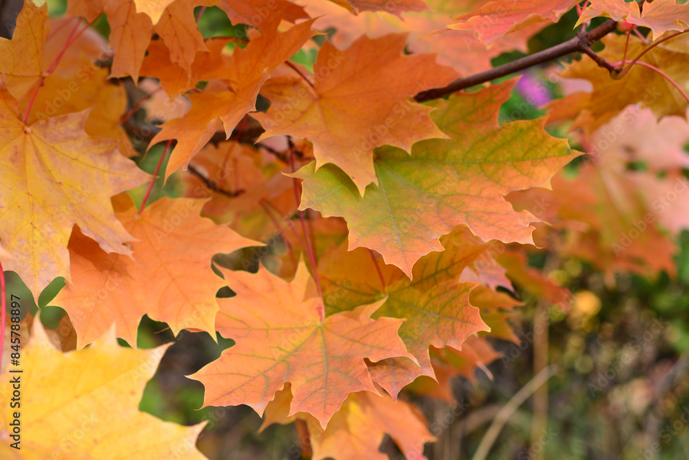 Fototapeta premium a maple tree with green and orange leaves 