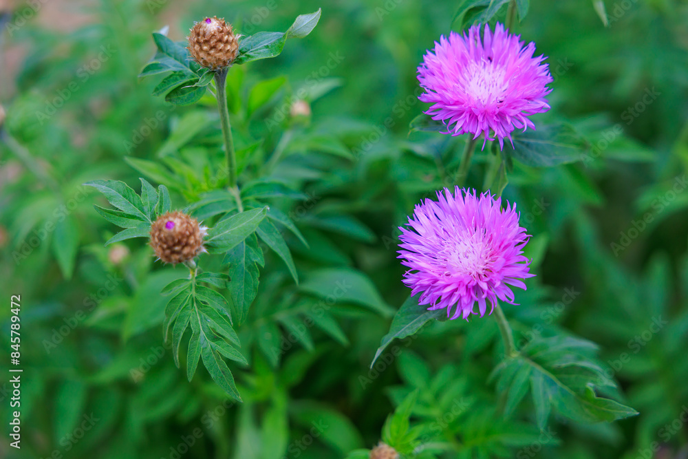 A purple flower is surrounded by green leaves A purple flower is surrounded by green leaves