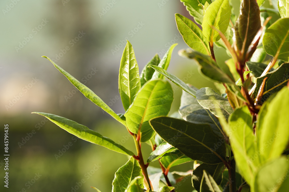 Bay leaf plant growing outdoors in the garden Bay leaf plant growing outdoors in the garden