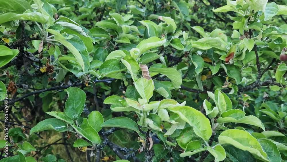 Apple tree in summer, branches with leaves close-up. Apple orchard. Fruit tree. Summer on the farm, gardening