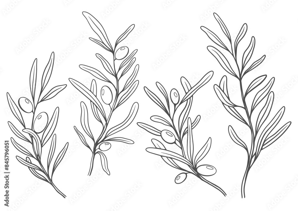 Naklejka premium Floral branch and minimalist leaves. Hand drawn line wedding herb, elegant wildflowers. Minimal line art drawing for print, cover or wallpaper