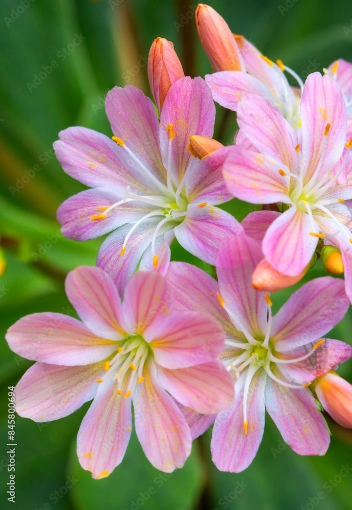 Blooming flowers with dew flowers and green leaves,Lewisia cotyledon - lewisia elise Blooming flowers with dew flowers and green leaves,Lewisia cotyledon - lewisia elise