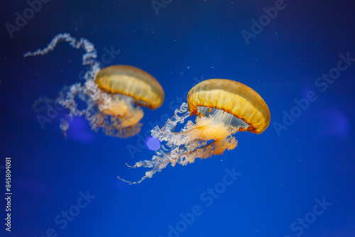 underwater photos of jellyfish chrysaora fuscescens jellyfish pacific sea nettle