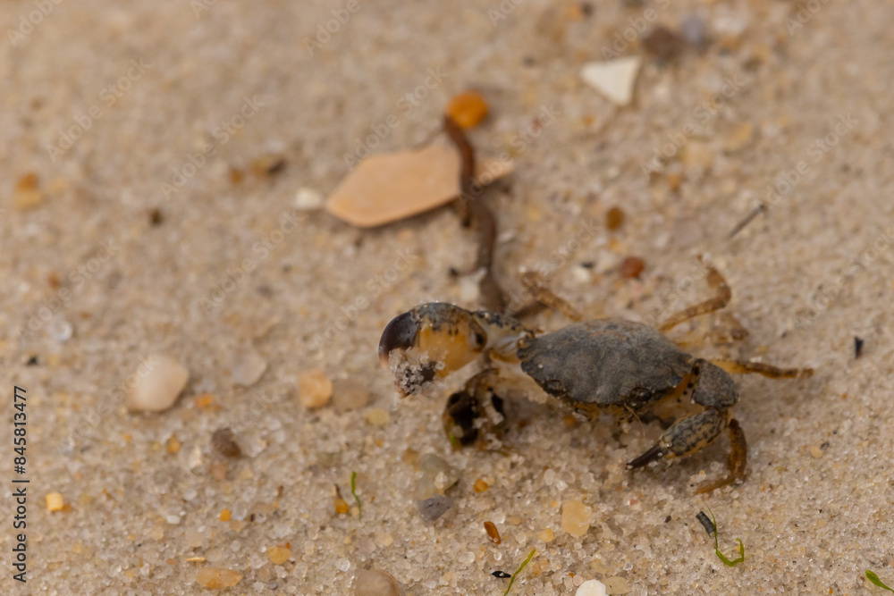 This cute little crab lay here on the beach among debris. Little claw facing up in a pinching manner. This creature looks intimidated and wanting to scare us off. Brown grains of sand are all around. This cute little crab lay here on the beach among debris. Little claw facing up in a pinching manner. This creature looks intimidated and wanting to scare us off. Brown grains of sand are all around.