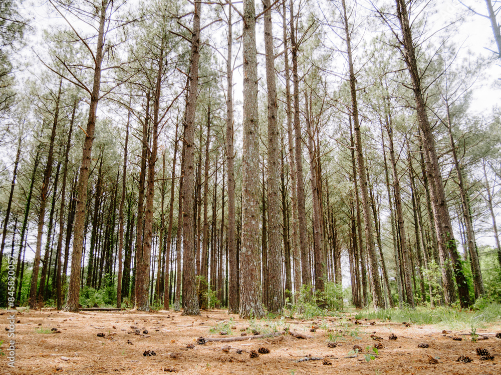 Fototapeta premium Tall tree trunks in the woods