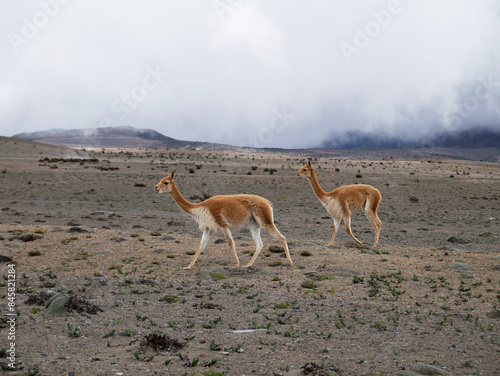Vicuñas in Ecuador mountains 