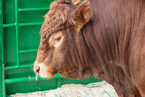Breeding bull. Domestic animals breeding and husbandry.