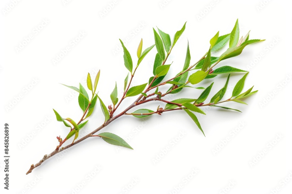 Melaleuca twigs with leaves and seeds on white background Melaleuca twigs with leaves and seeds on white background
