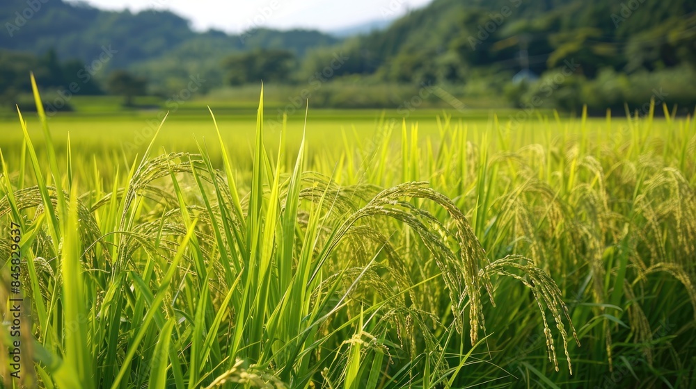 The growth of each expansive rice paddy is being witnessed I wish the farmers receive a bountiful crop when the harvesting time comes The growth of each expansive rice paddy is being witnessed I wish the farmers receive a bountiful crop when the harvesting time comes