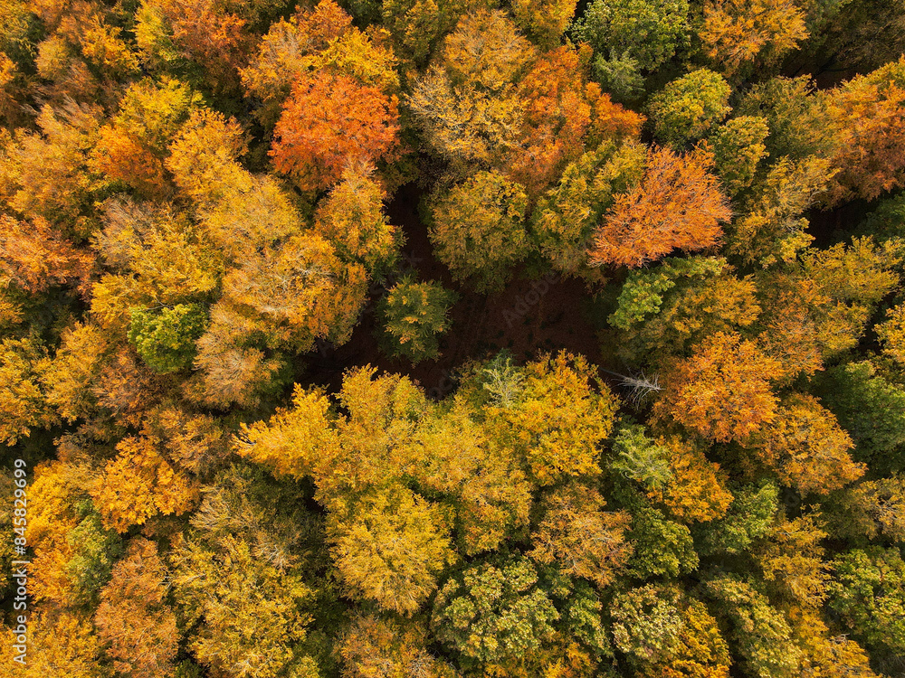 View from above of a forest in autumn View from above of a forest in autumn