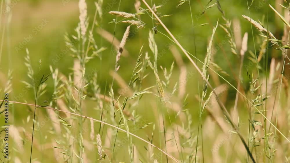 Meadow tall grass and wild flowers in sunlight and wind Meadow tall grass and wild flowers in sunlight and wind
