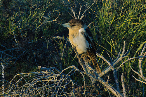 Grey butcherbird (Cracticus torquatus) in a bush in Western Australia
 photo