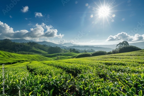 Sunny day panoramic view of Tea plantations