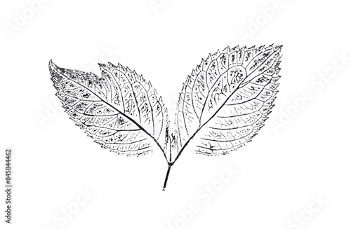 Black and white ink stamp impression of a leaf or plant with organic texture. Isolated leaf print for floral art or pattern.