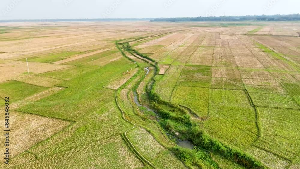 Vidéo Stock Empty rice fields resting after harvest, stubble stick from ...