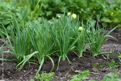 Fresh green sweet garlic plants with shoots in garden soil.