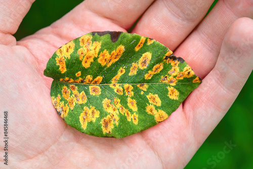 Diseased pear tree leaf with rust spots in hand, visible symptoms of plant infection. Hand showing pear leaf with symptoms of rust disease. Pear rust - disease caused by Gymnosporangium sabinae fungus photo