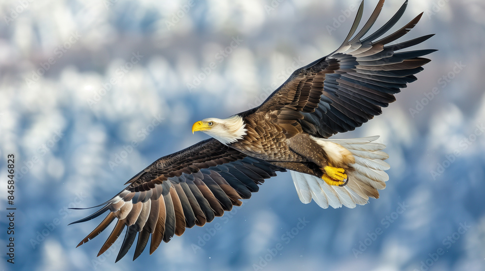 Full Body Portrait of Bald Eagle Spreading Wings Full Body Portrait of Bald Eagle Spreading Wings