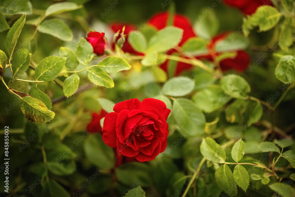 Rote Gartenrosen, Nahaufnahme Rote Gartenrosen, Nahaufnahme