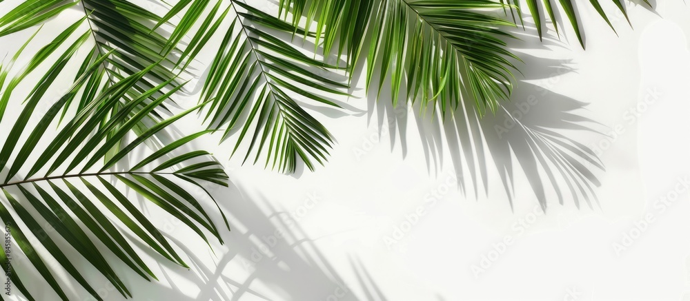 Naklejka premium Tropical palm leaves casting shadows on a white background