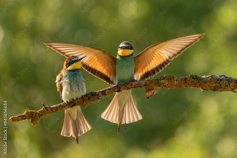 Fototapeta premium European bee-eater (Merops apiaster)