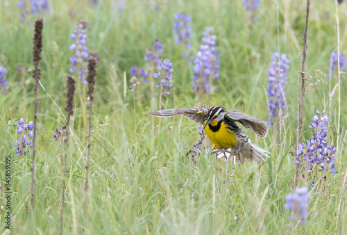 an eastern meadowlark flies over tall green prairies grass and purple lupine on a spring day